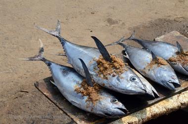 Vizhinjam, Fish Market,_DSC_9043_H600